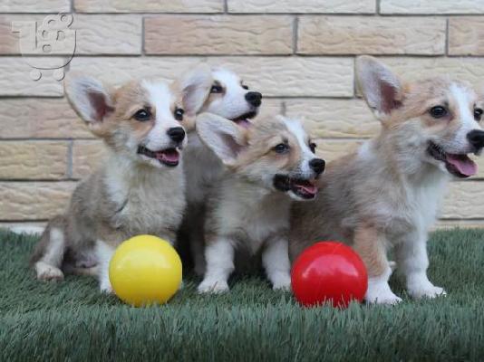 Κουτάβια Welsh Corgi Pembroke
